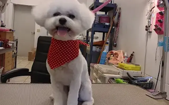 All About Grooming in Gulf Breeze, FL