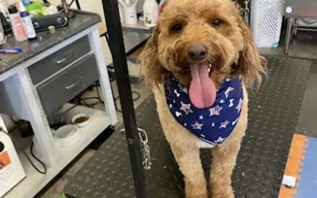Dixie's Delight Grooming Salon in Reedsville, PA