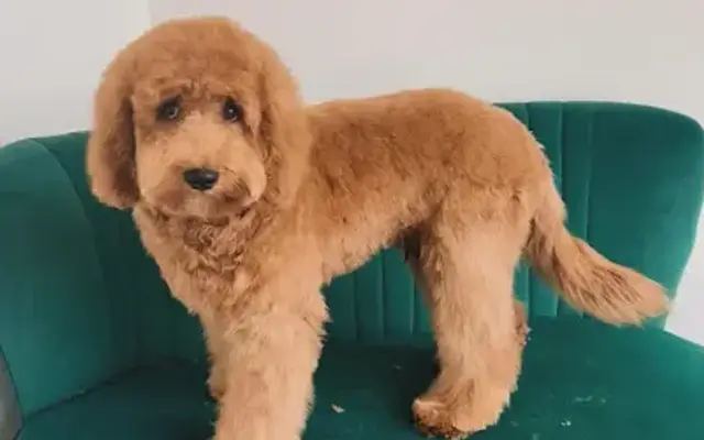 Dog grooming by Olivia in Bend, OR
