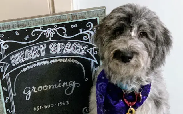 HeartSpace Salon and Spa for Dogs in White Bear Lake, MN