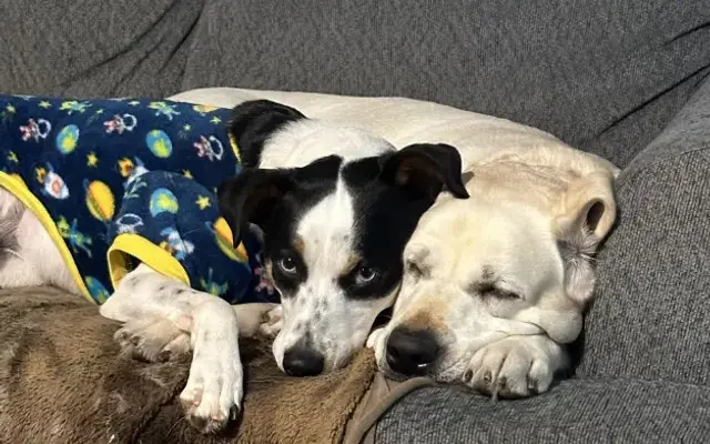 Triad Canine Connections in Oak Ridge, NC