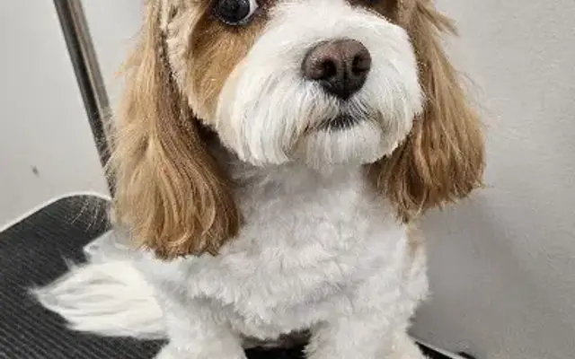 Grooming by Sue in Norwalk, CT