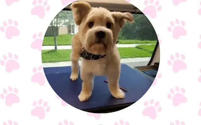 Exclusive C&D Grooming(Mobile Grooming) in Bradenton, FL