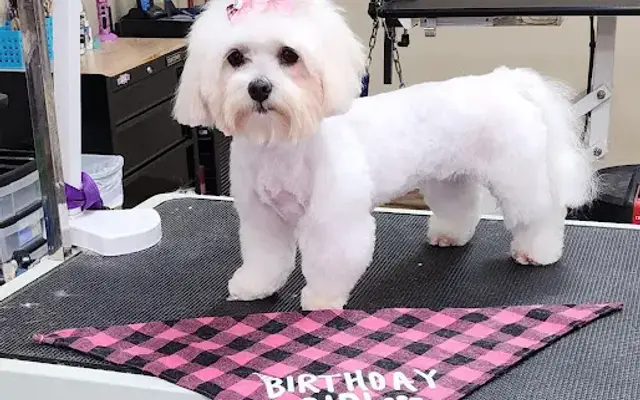 Pampered Paws Spa in South River, NJ
