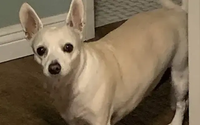 Wig-Wag Dog Grooming in San Juan Capistrano, CA