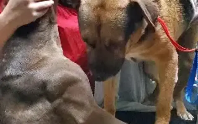 Part of the Pack Pet Grooming LLC in Lilburn, GA