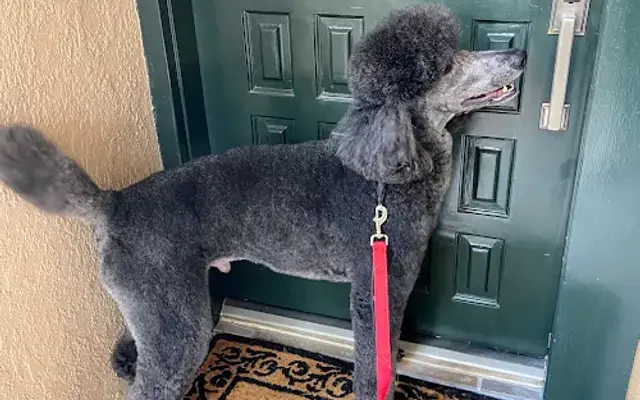 Rubies mobile pet grooming in Anthony, NM