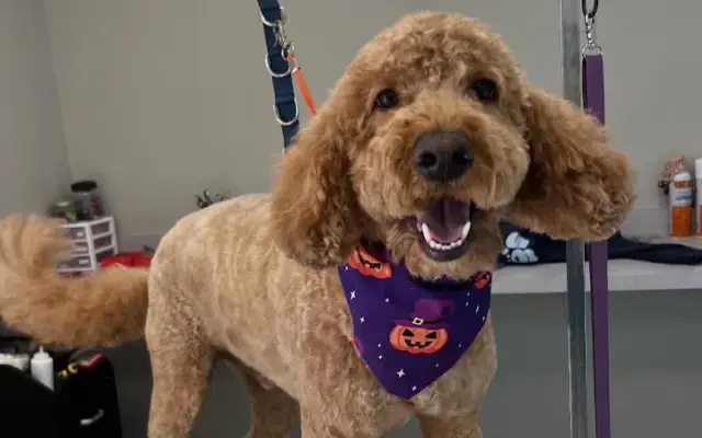 Digs Dog Care in Munster, IN