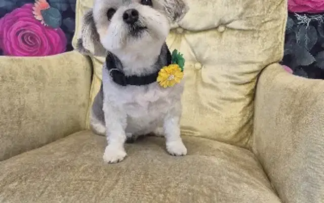 Cloeys Cute Cuts Pet Spa in Boise, ID