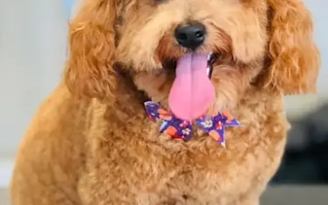 Deja Vu Grooming LLC in Bay, AR