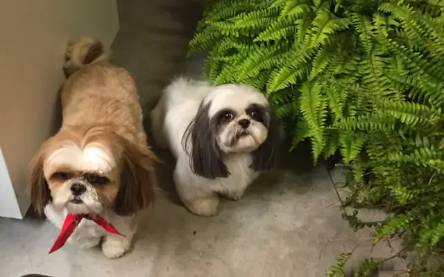 Leigh Hannon Grooming and Pet Sitting in Spanish Fort, AL