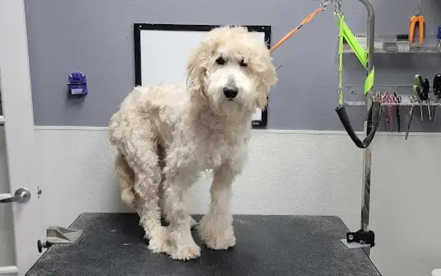 Pet Spa & Retreat in Katy, TX