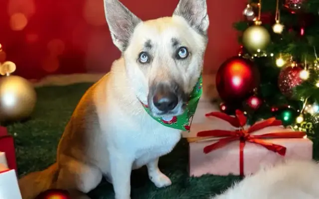 The Dapper Dog Luxury Pet Spa in Port Neches, TX