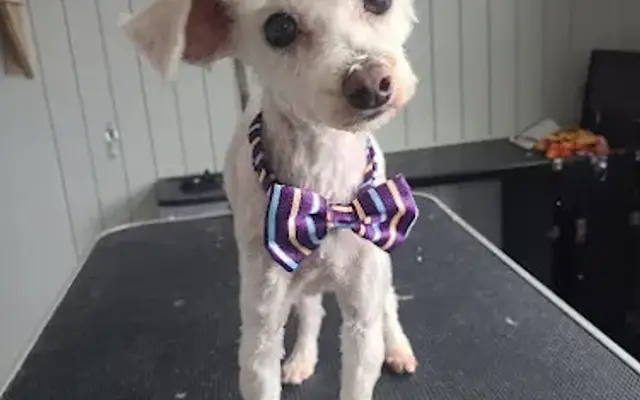 LITTLE MAMA'S PET SALON in Malden, MA