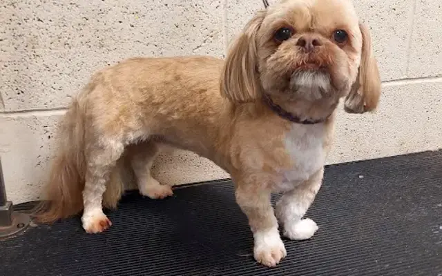 Best Friends Dog Grooming in Arlington, TX