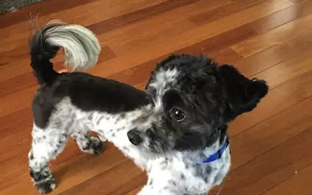 Speckled Ear Dog Grooming in Abington, PA