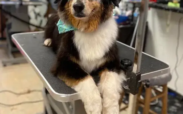 Hailey's Collar and Comb in DeBary, FL