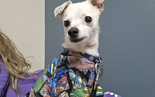 Decatur Veterinary Clinic in Indianapolis, IN