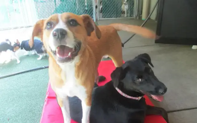 Suite Paws Pet Resort & Spa in Milford, OH