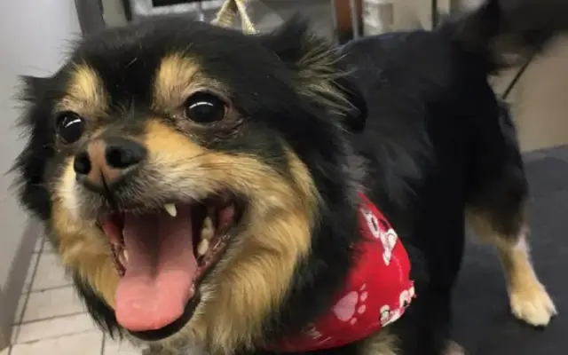 Groomingdales Mobile Grooming in Celina, TX