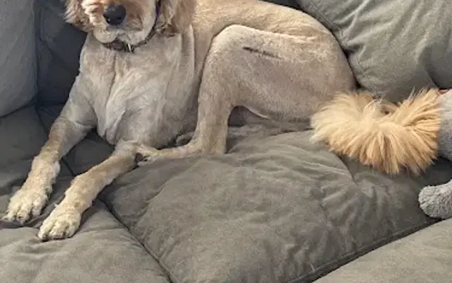 The Valley Mobile Grooming in Phoenix, AZ