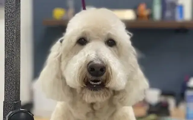 Perrita Bonita Pet Grooming in Odessa, TX
