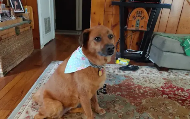 Pawsome pets in North Branford, CT