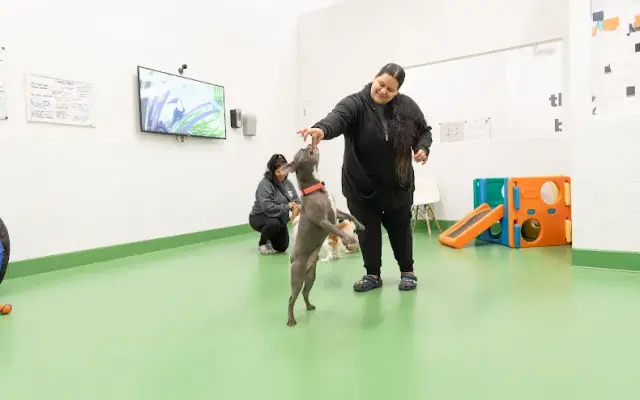 Throw Me A Bone Inc. / Dog Daycare, Grooming and Boarding in Brooklyn, NY