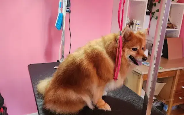 HILL'S GROOMING STUDIO CO. Home of Sweetie Paws Dog Grooming in Tullahoma, TN