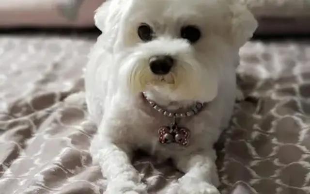 Snow's Groom & Board in Lake Forest, CA