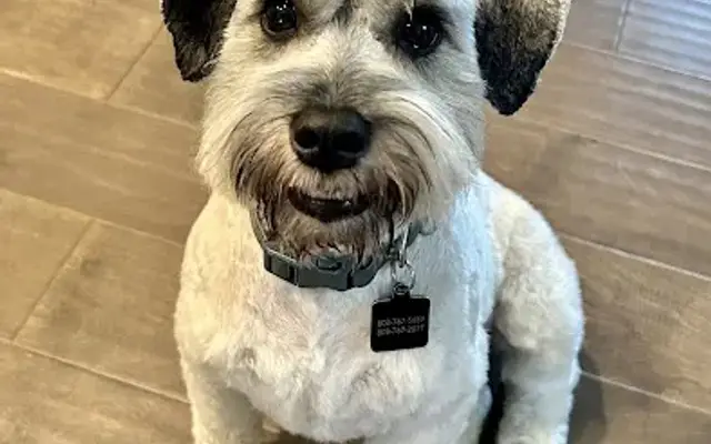 LONE STAR DOG GROOMING in Schertz, TX