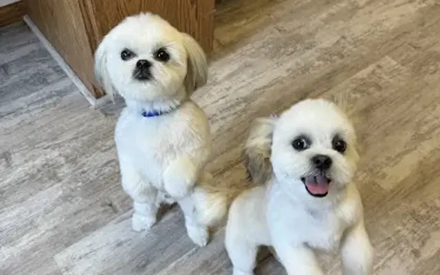 Three Paws Salon and Spa in Dyersville, IA
