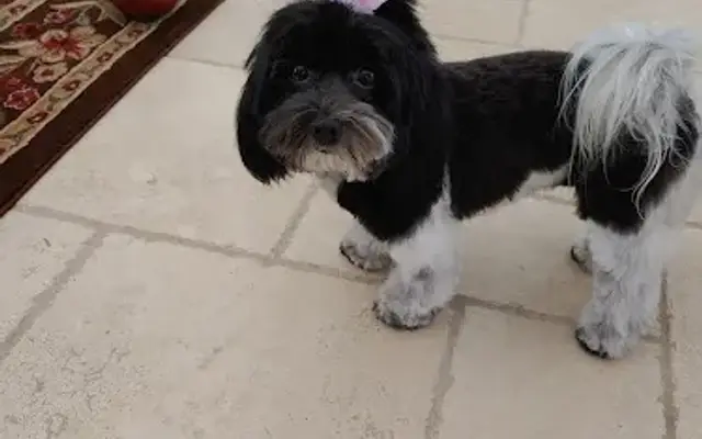 Charmed Cuts for Canines in Fairfield, PA