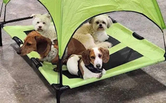 Four Paws Play Yard in Edmond, OK