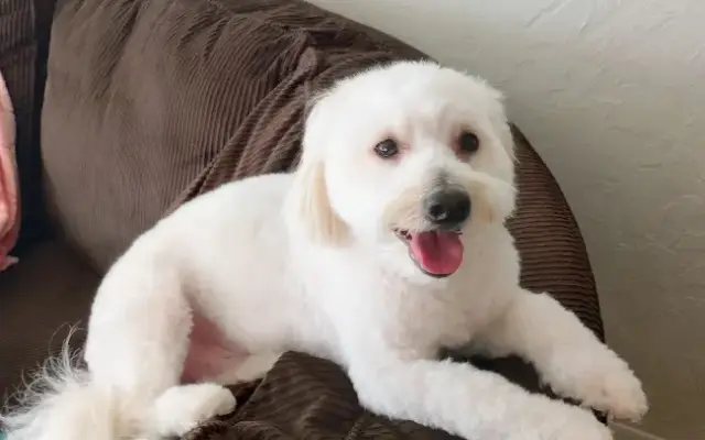 Alien Pups - Dog Grooming & Self Wash in Sierra Vista, AZ
