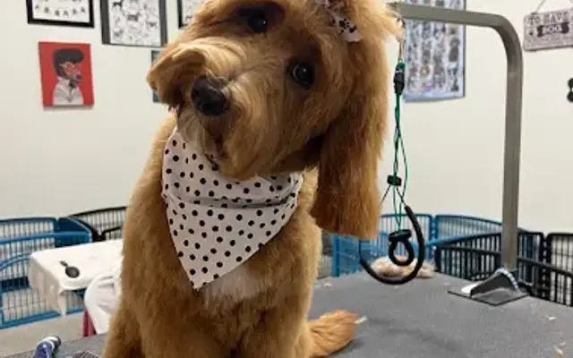 Barks & bubbles pet grooming in Auburndale, FL