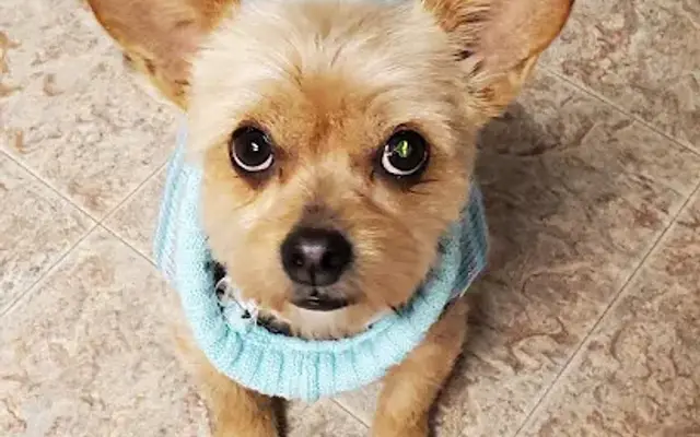 Animal House Pet Spa in Weaverville, NC