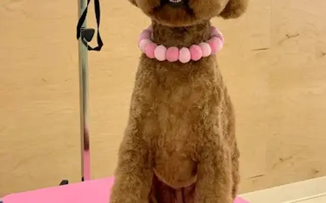 Kokoni Pet Grooming Salon in San Gabriel, CA