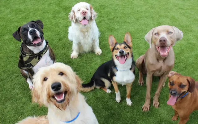 Meadowlake Pet Resort in Houston, TX