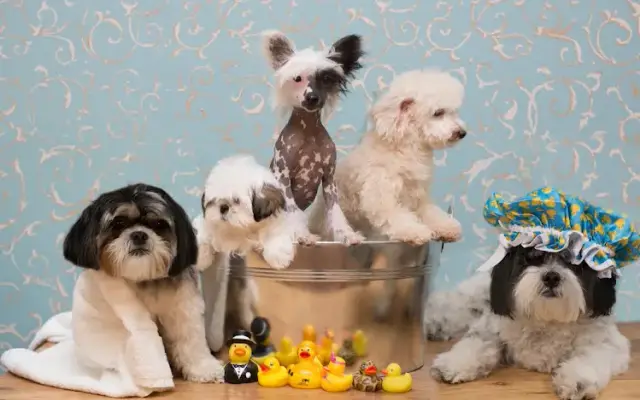 Dog Gone Cute Grooming & Bowtique in Destin, FL