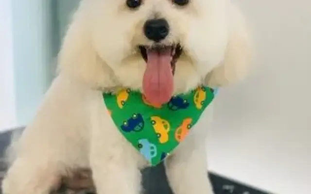 MAC Dog Grooming in Ozone Park, NY
