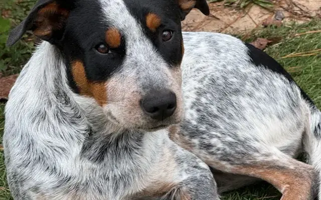 Lakeside Pet Clinic Inc in Onalaska, TX