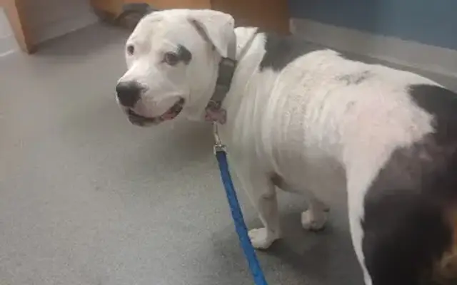 Petcare Animal Hospital in Terre Haute, IN