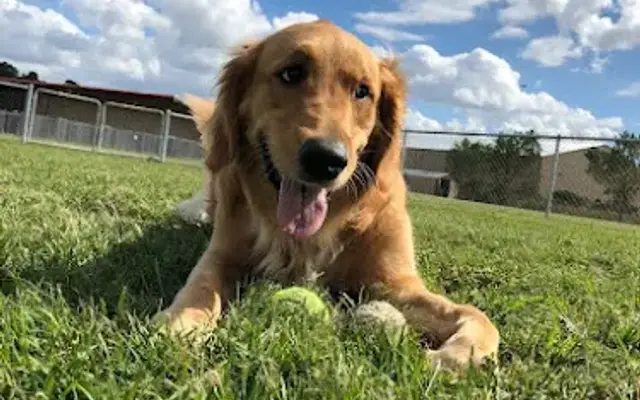 Rosehill Pet Resort in Cypress, TX