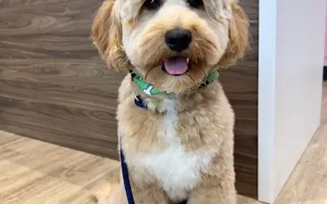 Woof Gang Bakery & Grooming Dania Pointe in Dania Beach, FL