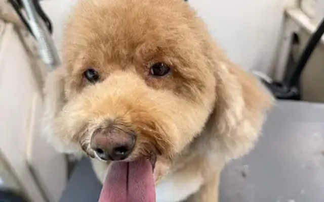 Fine Prints Mobile Dog Grooming LLC in Bullard, TX