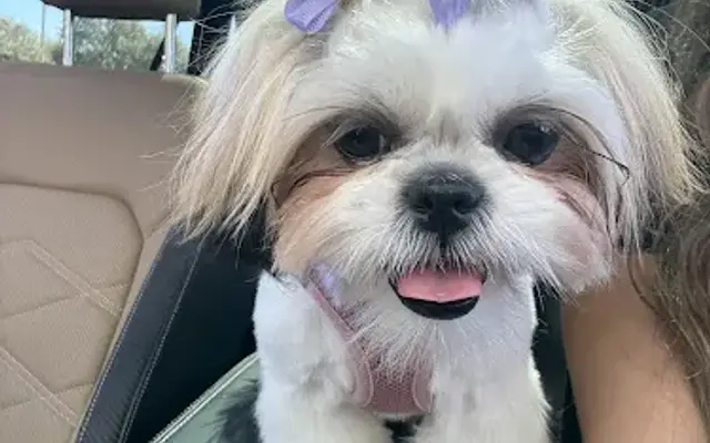 Woof Gang Bakery & Grooming Dominion in San Antonio, TX