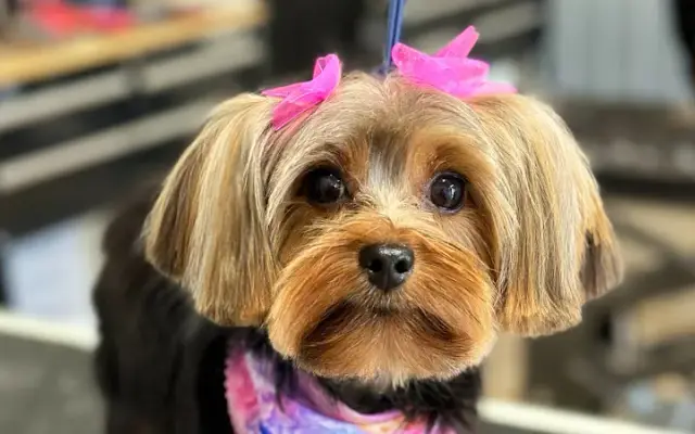 Rebarkable Doggie Day Spa & Boarding in Nederland, TX