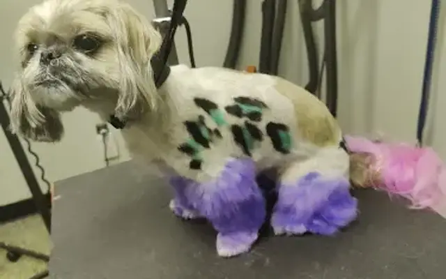 Scruff to Fluff Grooming Parlor, LLC in Hillsdale, MI