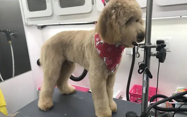 Designer Pets Mobile Grooming in Manassas, VA